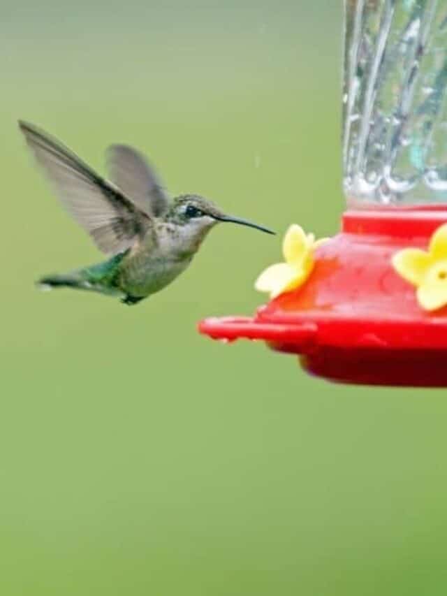 How to Make Hummingbird Food