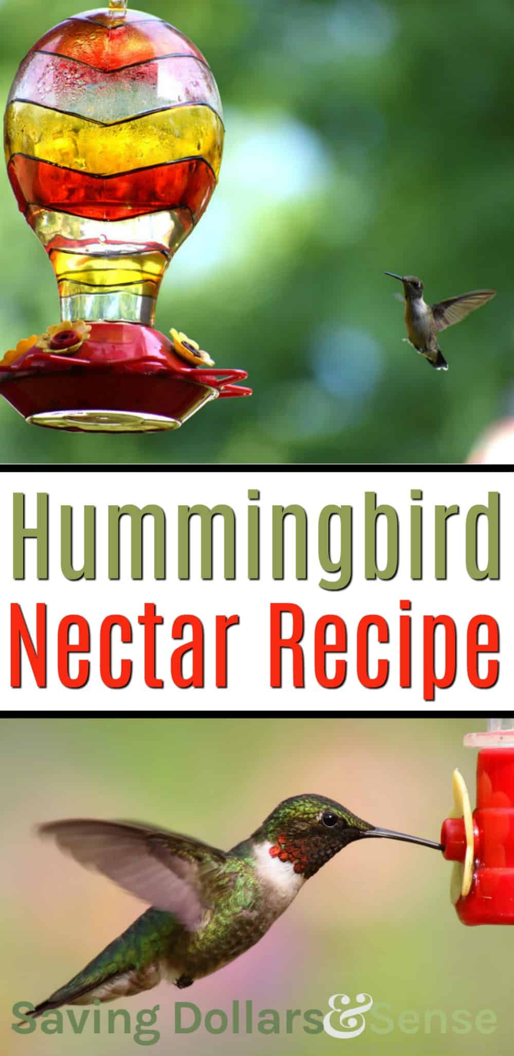 recipe for homemade hummingbird nectar with sugar