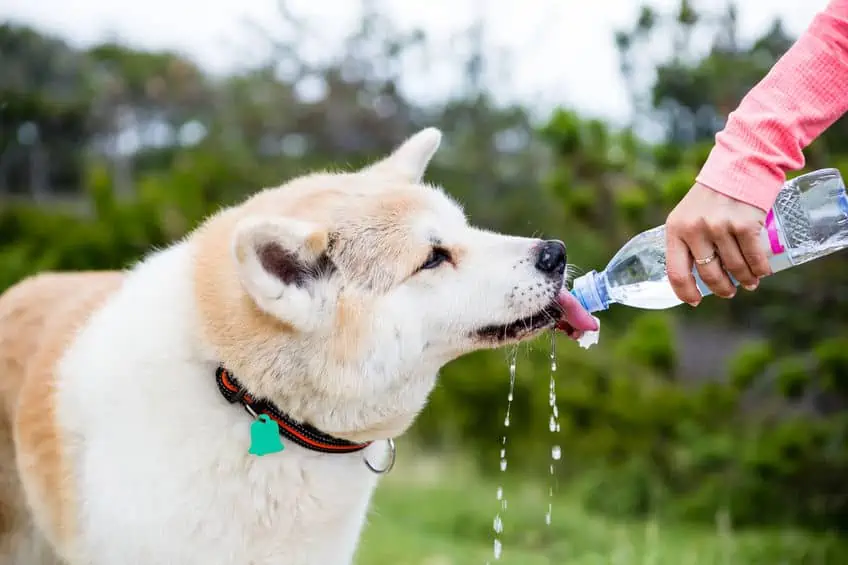 Dog drinking water from bottle. Stay hydrated and drink lots of water.