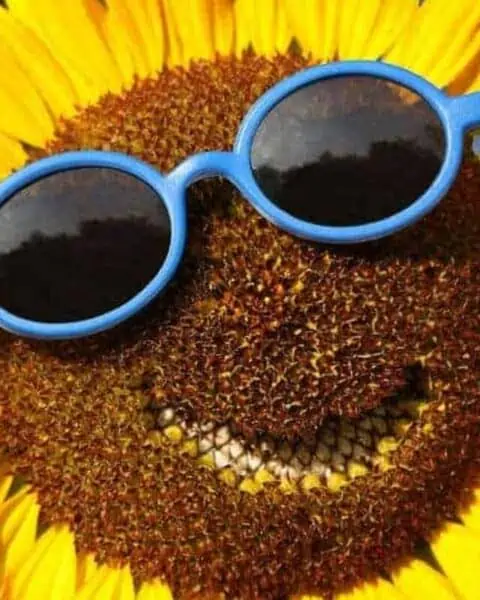 A closeup of a sunflower with sunglasses and a smile.
