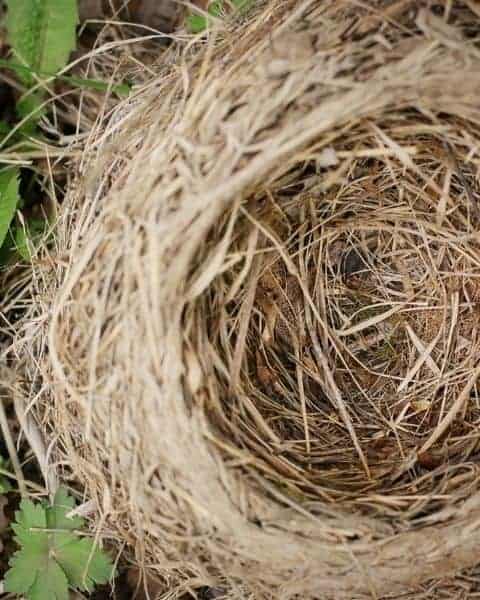 Dealing With Empty Nest Syndrome - Saving Dollars and Sense