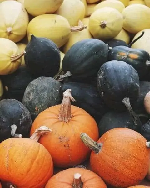 pumpkins, acorn squash and spaghetti squash in a pile