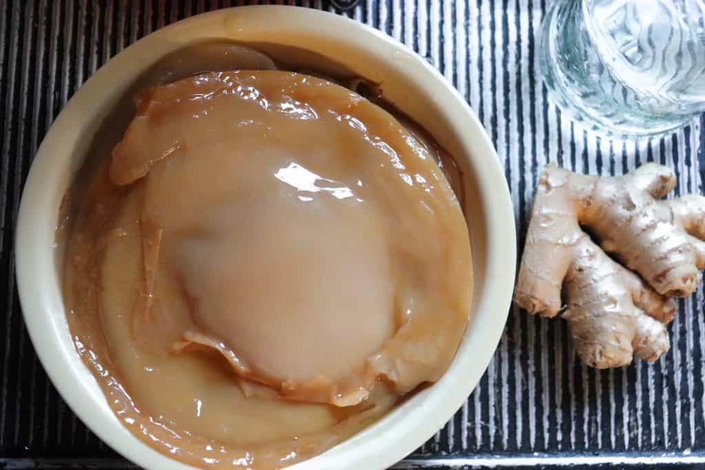Scoby growing with each fermentation process.