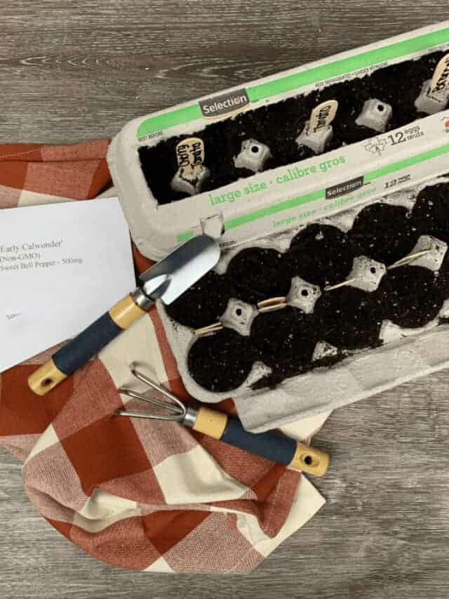 How to Plant Seeds Using an Egg Carton Story Saving Dollars & Sense