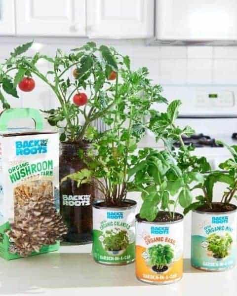 back to roots gardening kits on a table growing