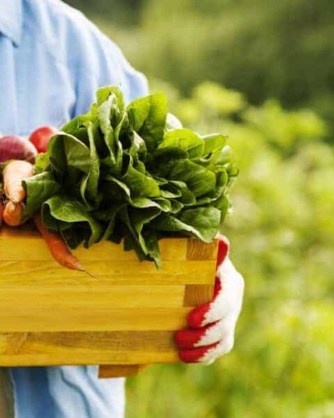 Senior woman holding box with fresh garden vegetables.