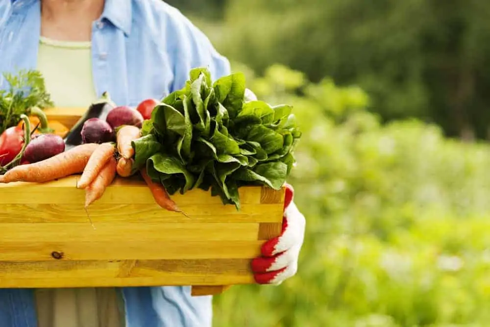 Senior woman holding box with fresh garden vegetables.