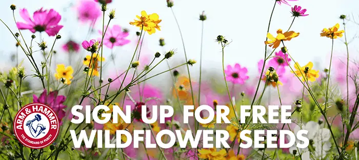 Free wildflower seeds are available for Earth Day to plant.