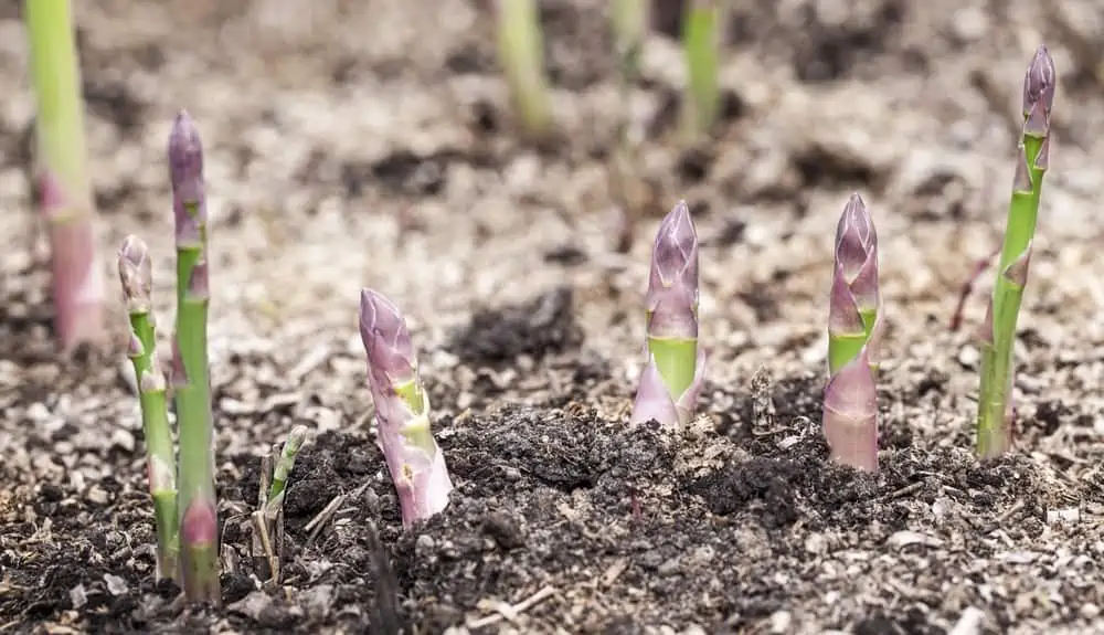 Growing process of asparagus shoots.