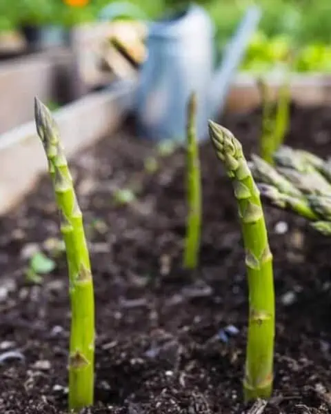 Asparagus growing from the ground.