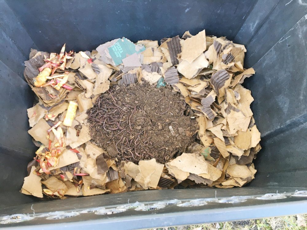 Fill bin with worms.