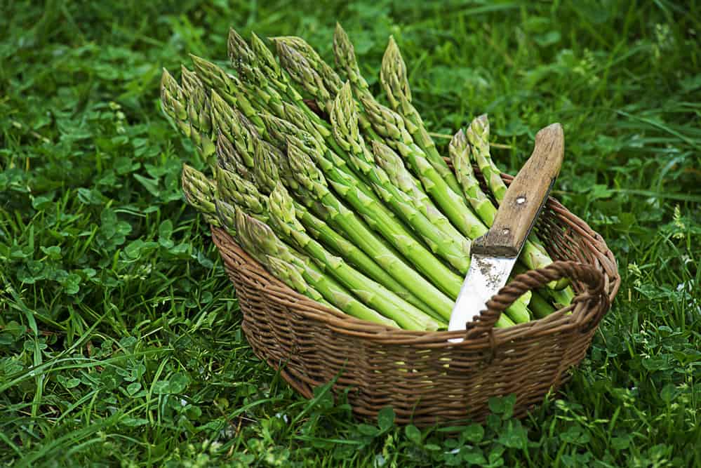 Asparagus. Fresh Asparagus. Green Asparagus. Picking asparagus to the basket.