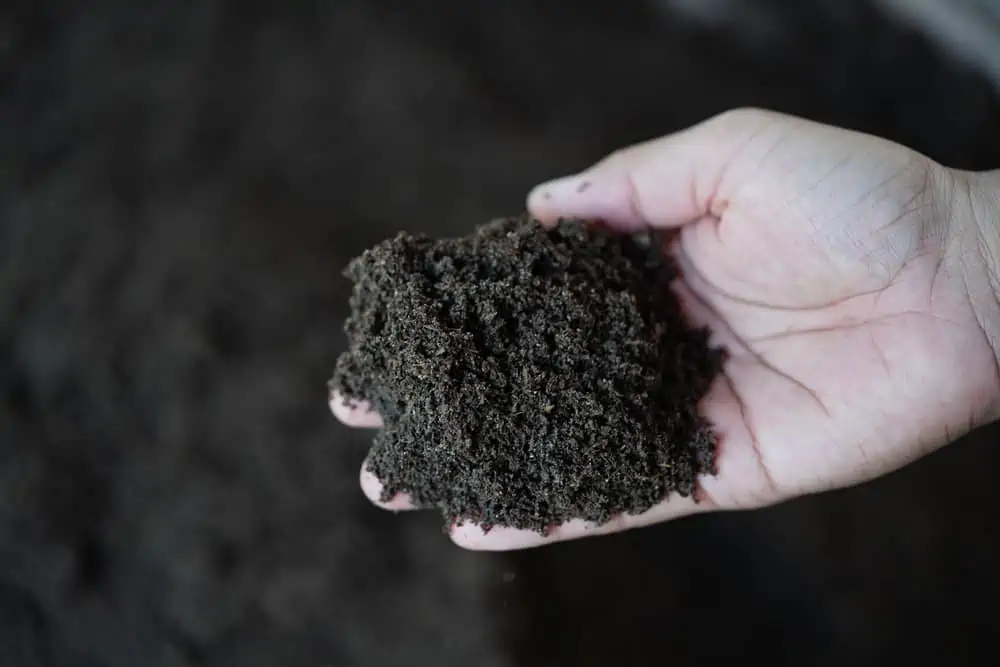 Vermicompost fertilizer for planting trees