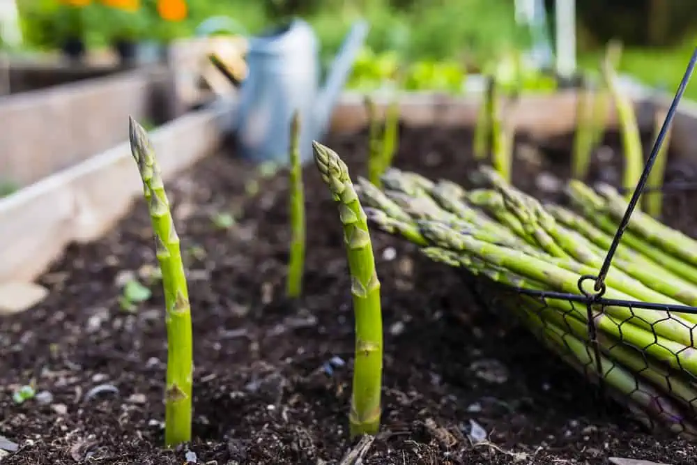How to plant asparagus.