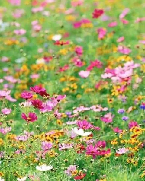 a field of wildflowers