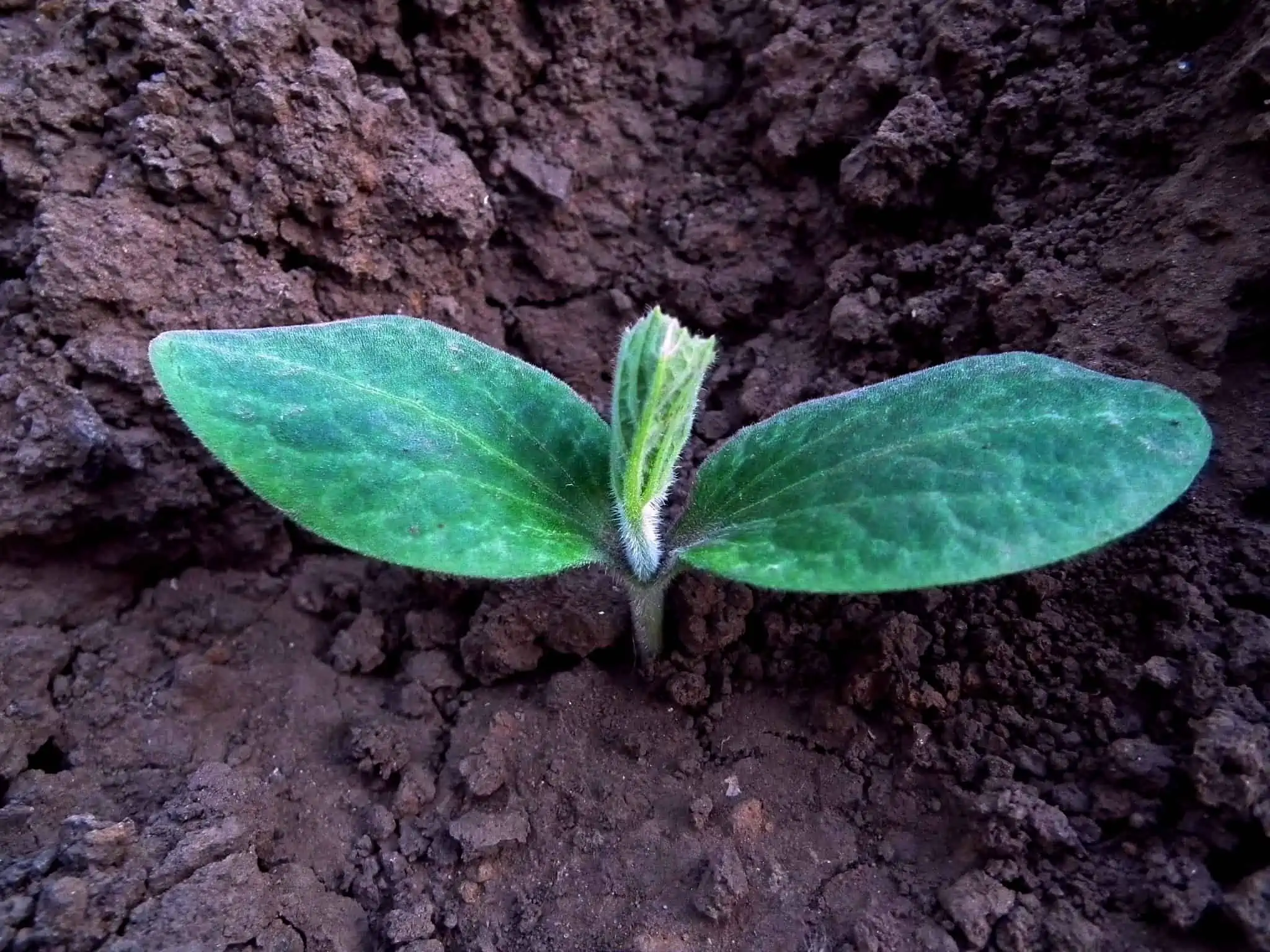 Pumpkin seedling sprouting out of the dirt.