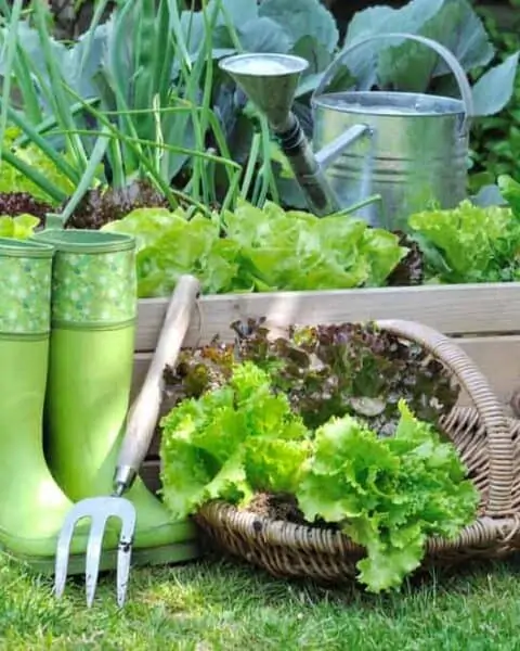 Lettuce in a basket placed near a vegetable patch with spade in a garden.
