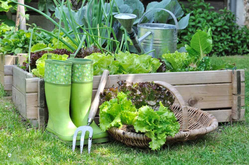Lettuce in a basket placed near a vegetable patch with spade in a garden. 