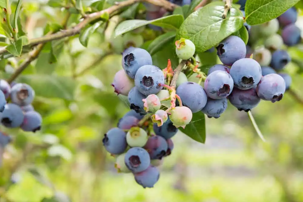 Bush of blueberries.