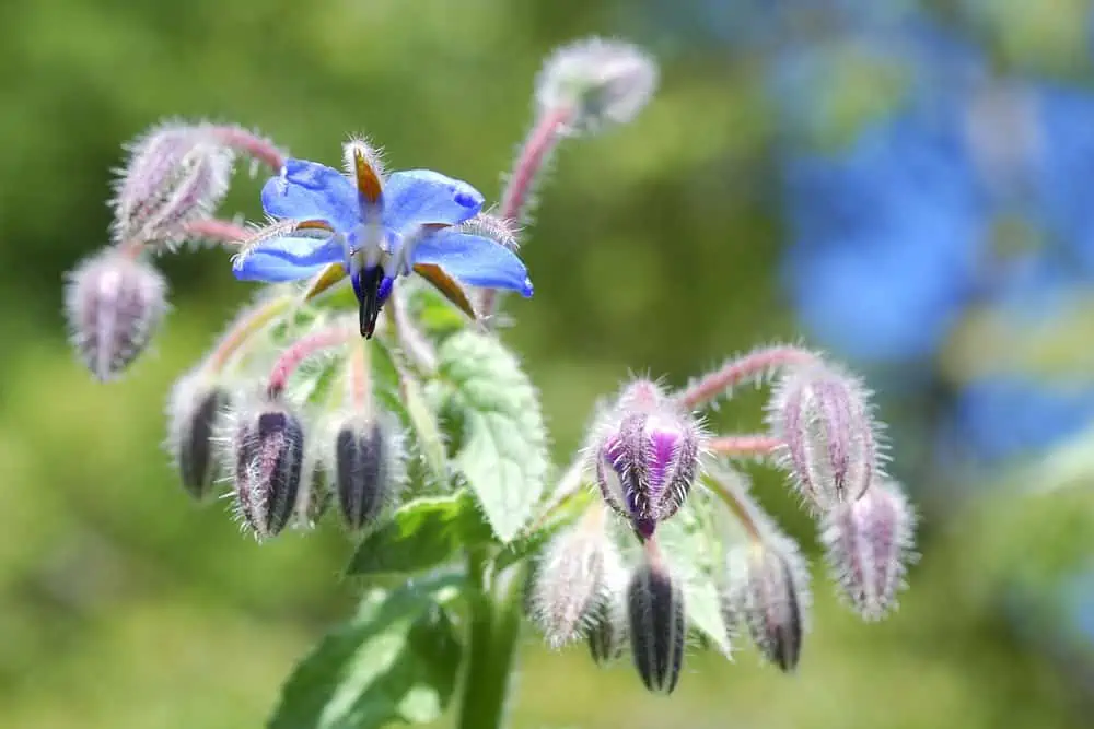 borage flowers growing