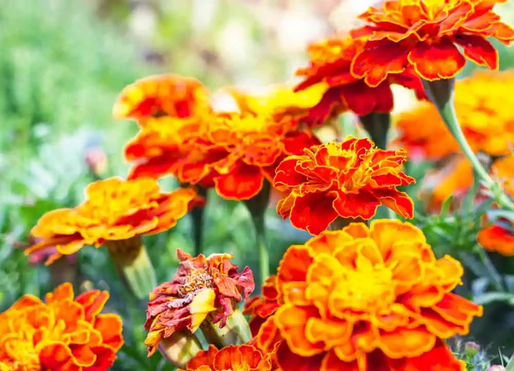 a bunch of calendula flowers growing