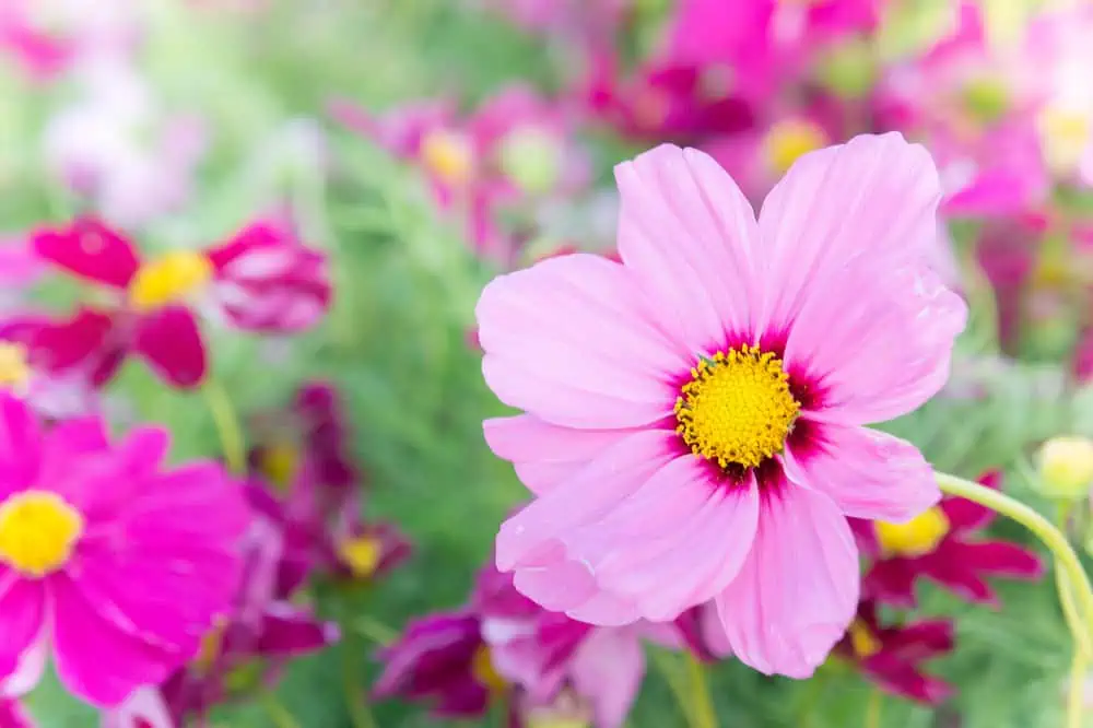 close up of a cosmos flower