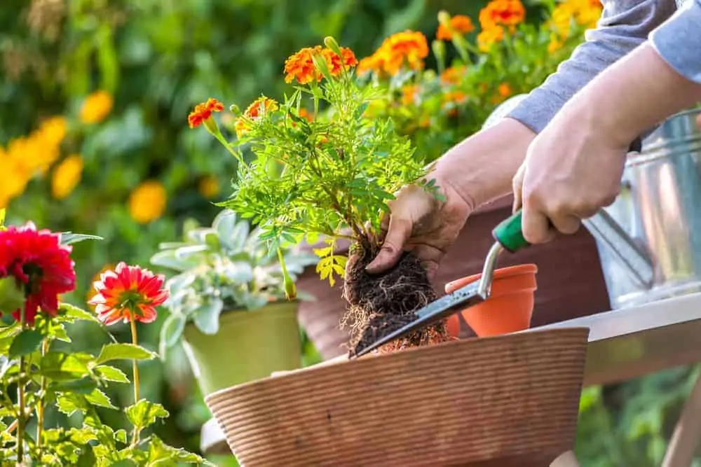 A woman with a bundle of orange flowers transporting into pot.