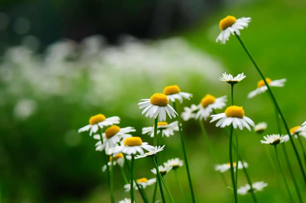 German Chamomile flowers growing