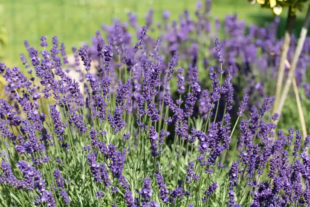 lavender flowers growing