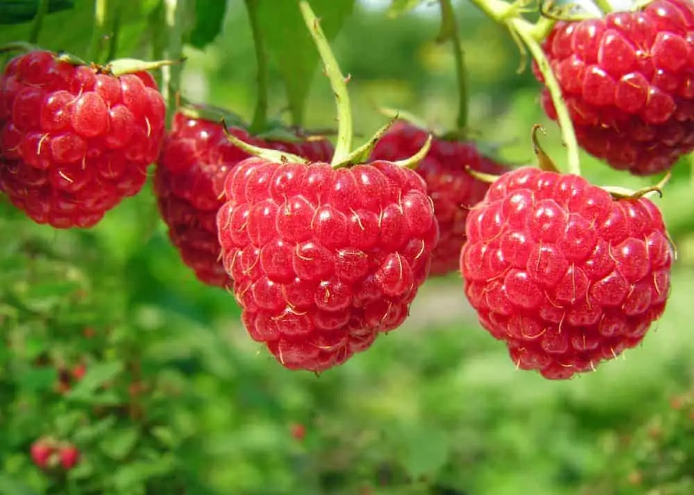 Bundle of raspberries in the garden.