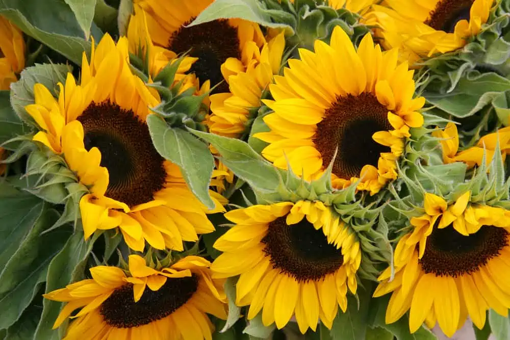 lots of sunflowers growing together