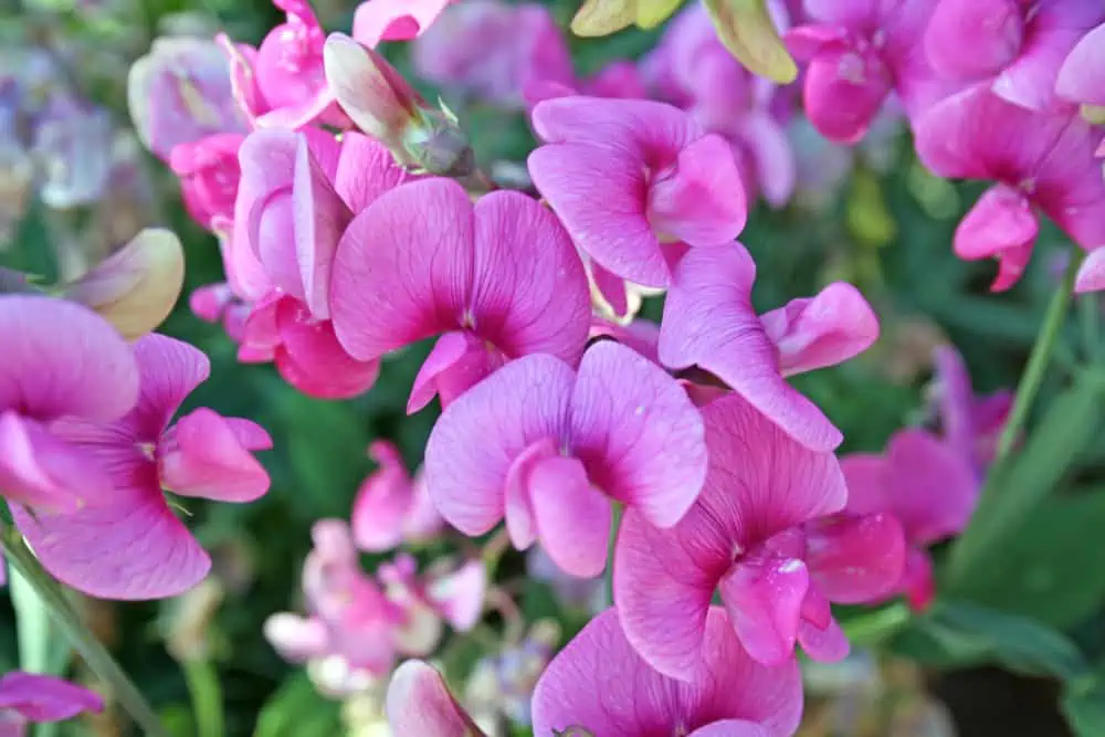 sweet peas growing 