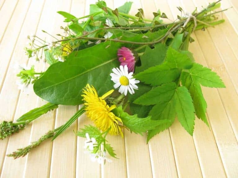 bunch of common garden weeds on a table.