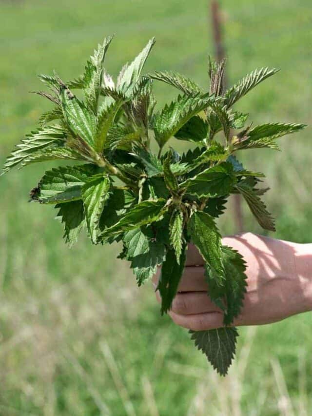 Benefits of Growing Nettle in Your Garden Story Saving Dollars and Sense