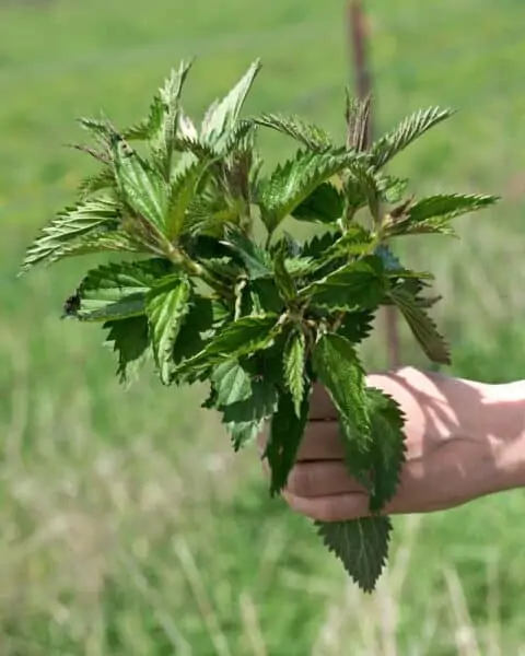 A bundle of nettle in a woman's hand.
