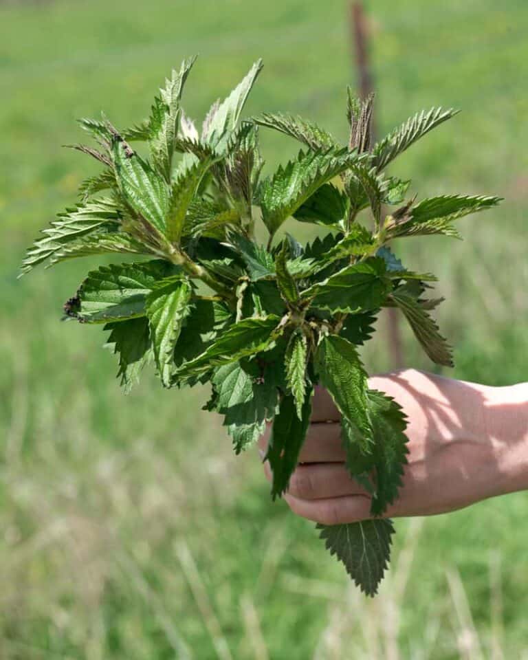 A bundle of nettle in a woman's hand.