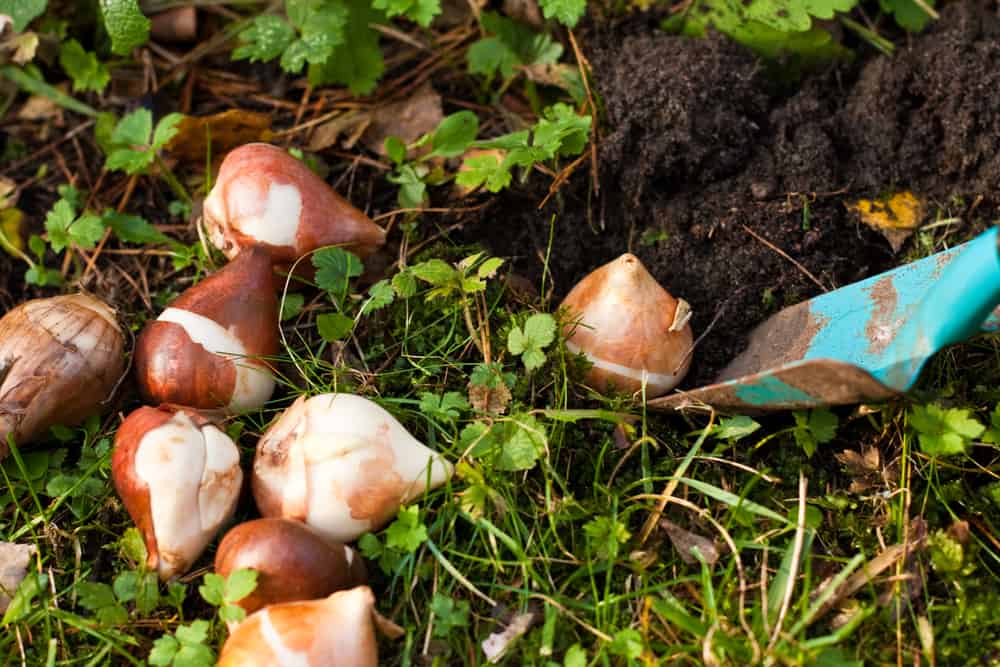 several flower bulbs being dug up out of the ground. 