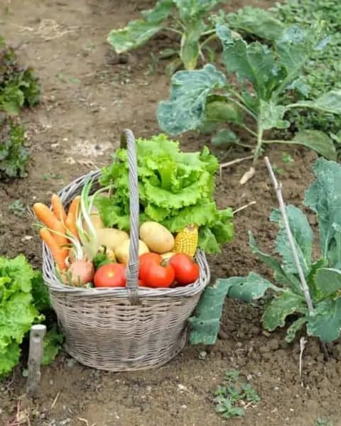 A basket full of garden produce, including lettuce, tomatoes, carrots, potatoes, corn, onion, and more.