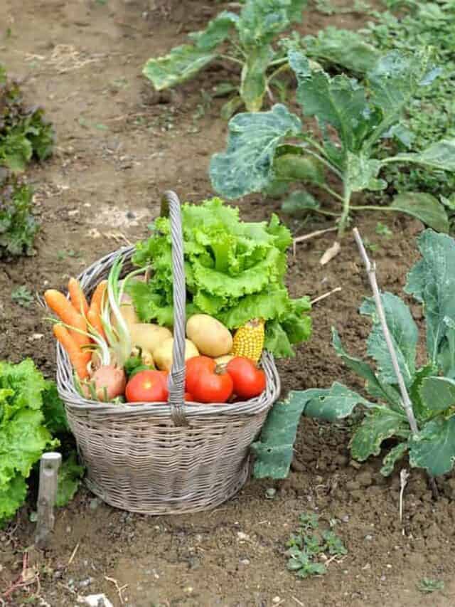 A basket full of garden produce, including lettuce, tomatoes, carrots, potatoes, corn, onion, and more.