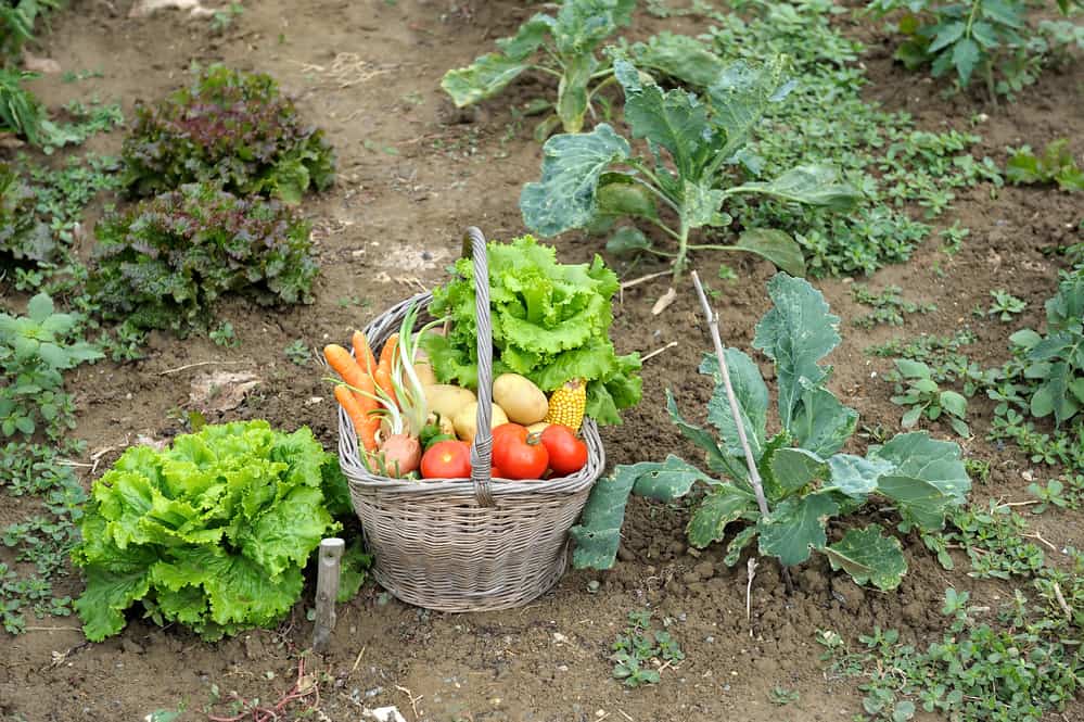 Picking of vegetables in the garden