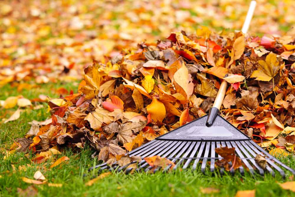 Pile of fall leaves with fan rake on lawn