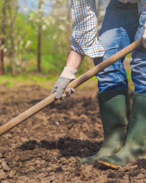 Man hoeing vegetable garden soil, new growth season on organic farm.