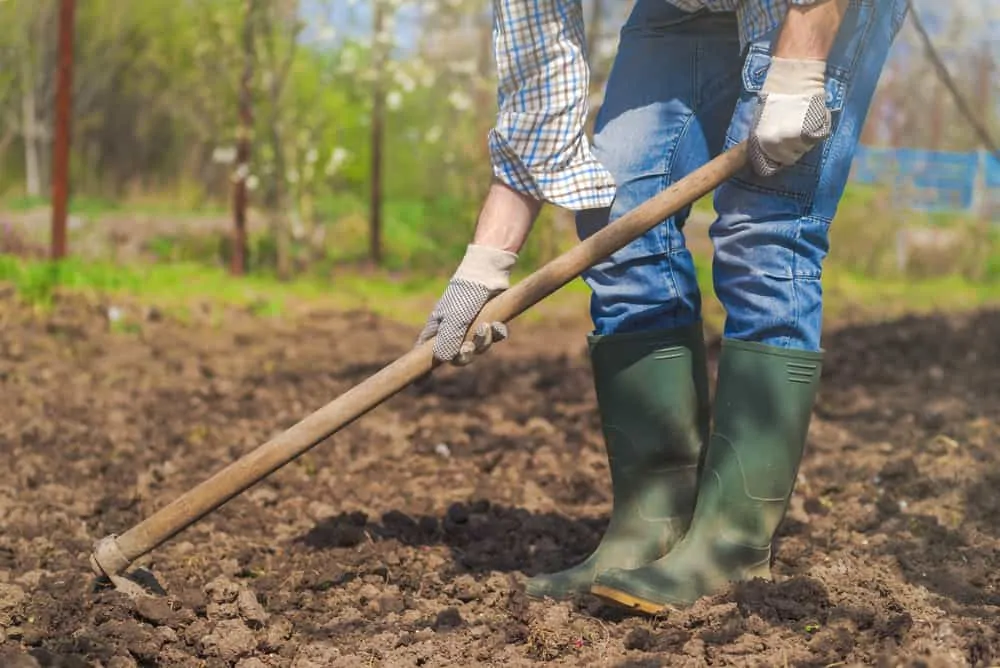 Man hoeing vegetable garden soil, new growth season on organic farm.