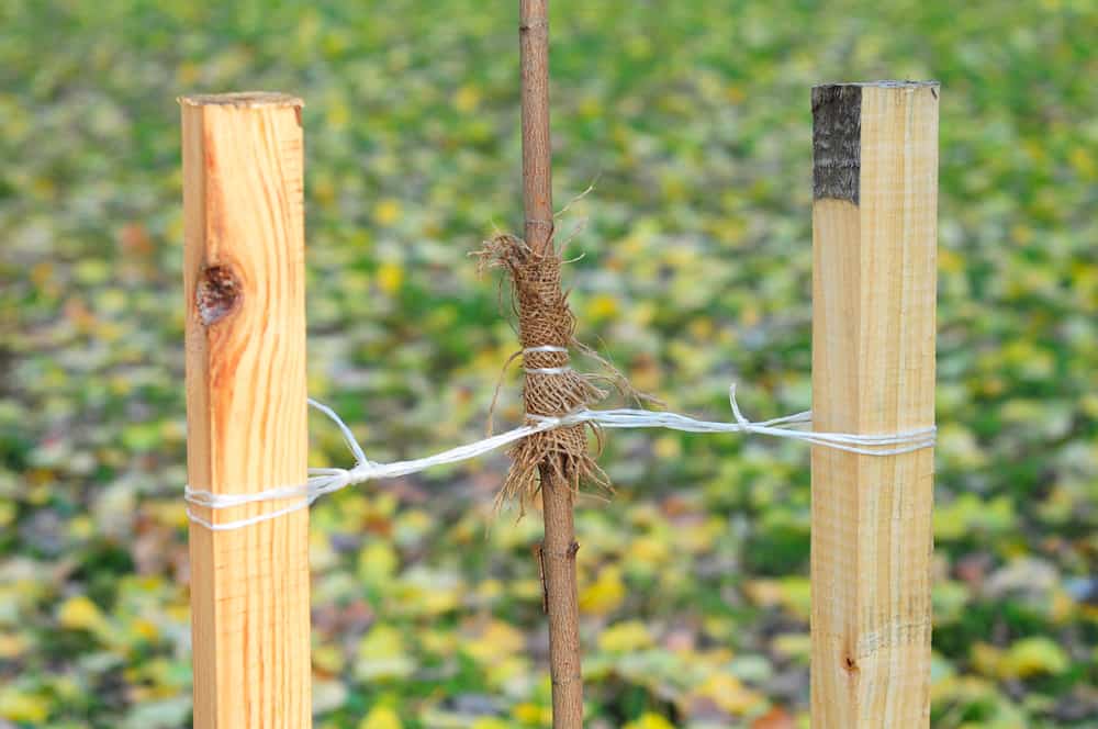 a sapling being supported by trying each side to a stake.