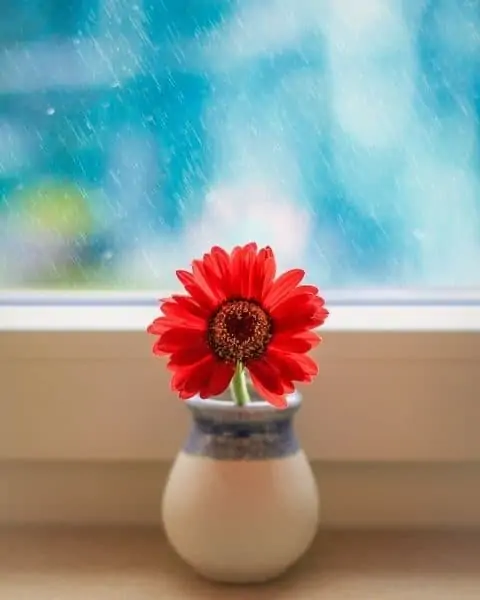 A small flower pot with a red flower.