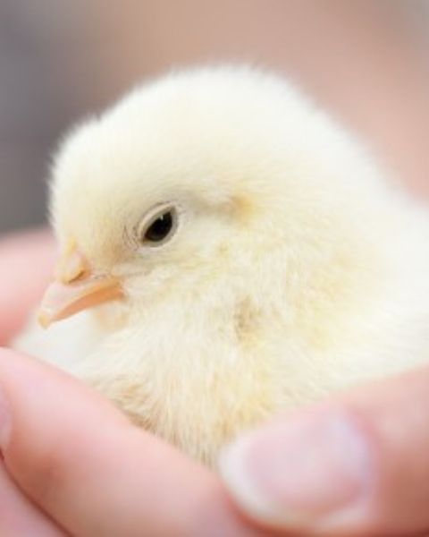 A close up of a baby chick.