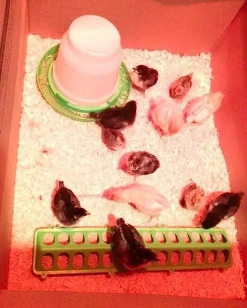 A small red box with baby chicks and heat lamp.