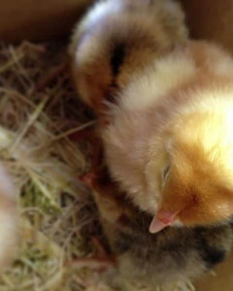 A baby chick in a small container.