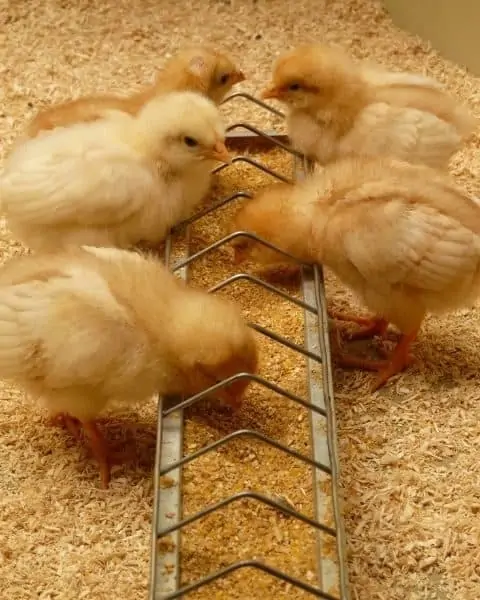 Several baby chicks eating their food.