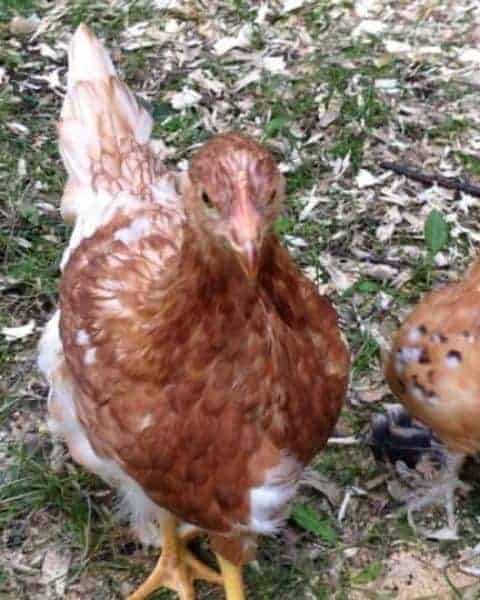 A close up of a chicken